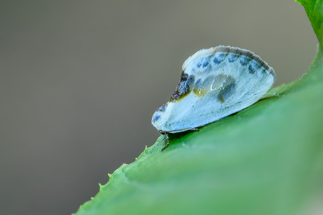 Cilix glaucata - törpe sarlósszövő