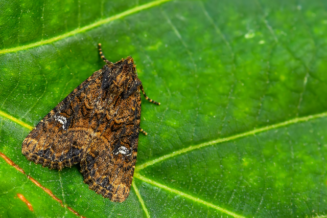 Mesapamea secalella/secalis