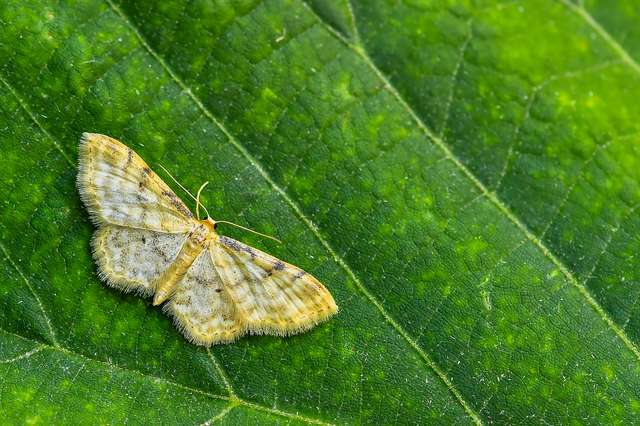 Idaea fuscovenosa - szürkeszélű apróaraszoló