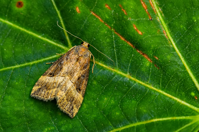 Hypena rostralis - közönséges karcsúbagoly