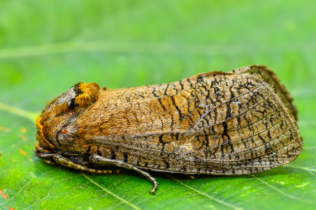 Cossus cossus - fűzfarontólepke