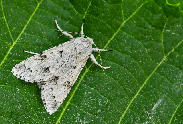 Acronicta leporina - fehér szigonyosbagoly