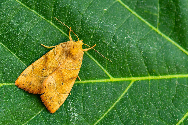 Cosmia trapezina - közönséges lombbagoly