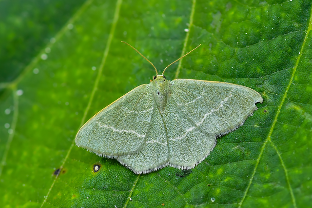 Chlorissa viridata - üdezöld araszoló