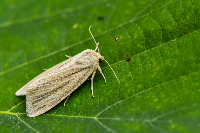 Simyra albovenosa - mocsári lándzsásbagoly
