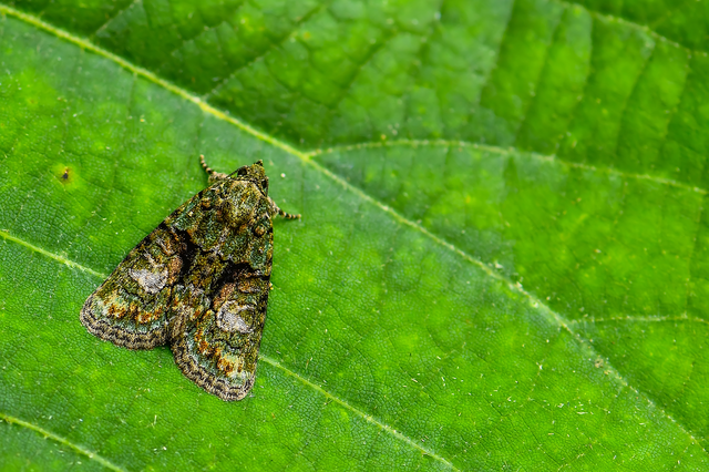 Cryphia algae - sárgászöld zuzmóbagoly