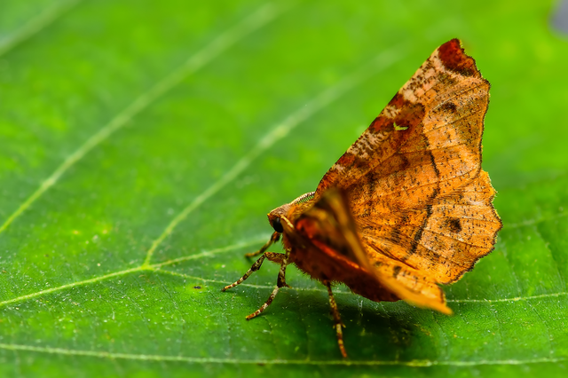 Selenia tetralunaria - négyfoltos holdasaraszoló