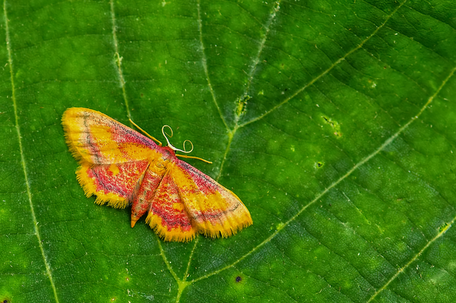 Idaea muricata - mocsári pirosaraszoló