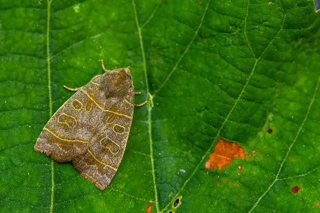 Ipimorpha subtusa - csúcsos nyárfabagoly