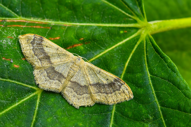 Idaea aversata - nagy sávosaraszoló