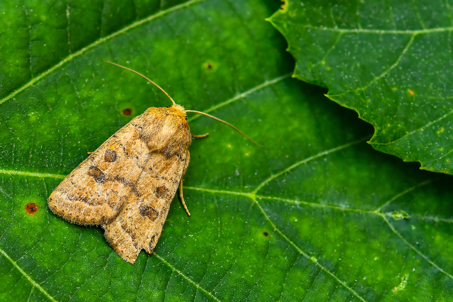 Hoplodrina octogenaria - barna selymesbagoly