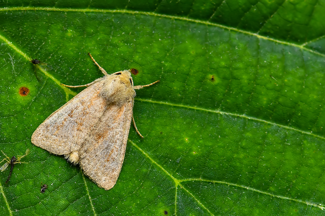 Parastichtis suspecta - sötét erdeibagoly