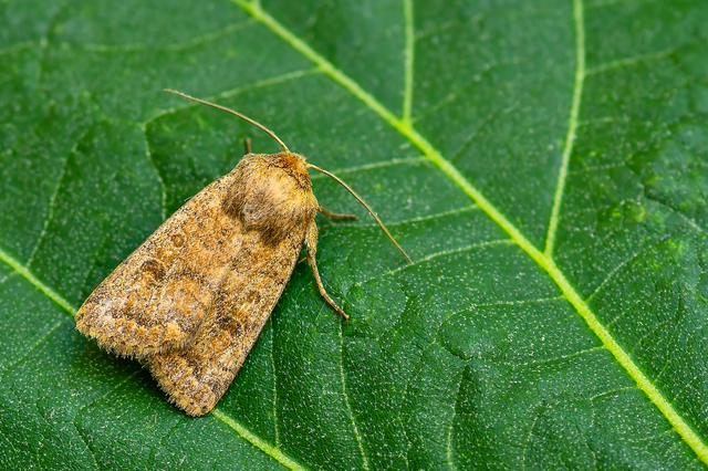 Hoplodrina octogenaria - barna selymesbagoly