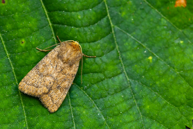 Hoplodrina octogenaria - barna selymesbagoly