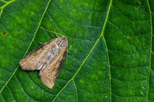 Chilodes maritima - négyfoltos nádibagoly