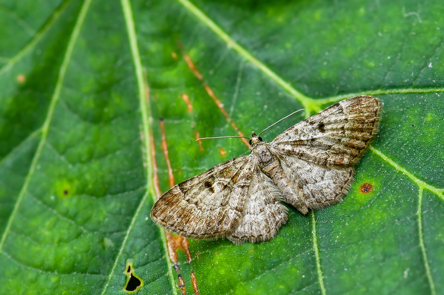 Eupithecia abietaria - nagyfoltú törpearaszoló