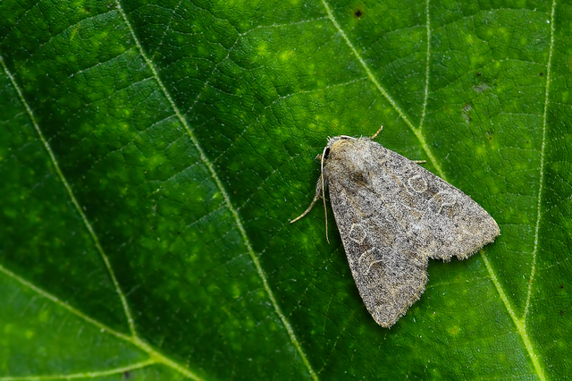 Parastichtis suspecta - sötét erdeibagoly