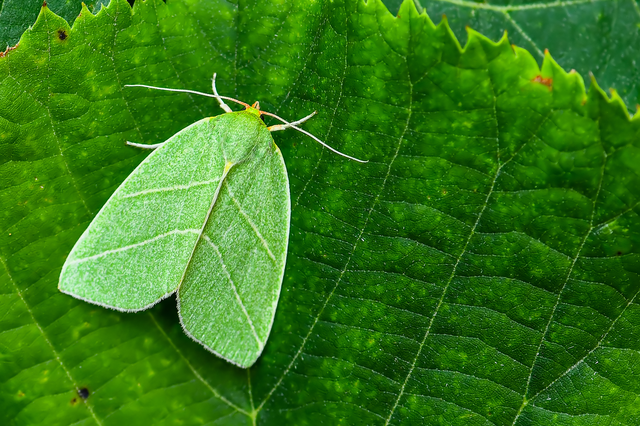 Bena bicolorana - tölgyfa-zöldbagoly