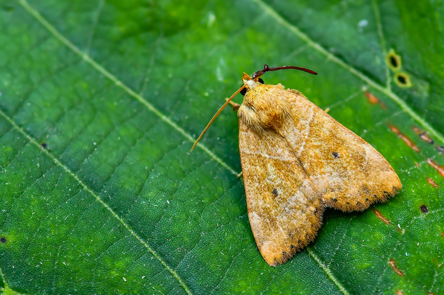 Cosmia trapezina - közönséges lombbagoly