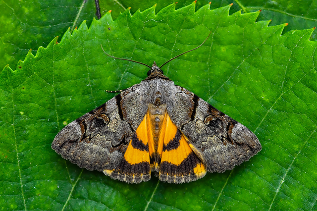 Catocala hymenaea - kökény-övesbagoly