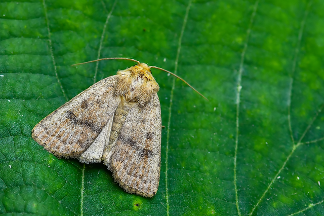 Hoplodrina octogenaria - barna selymesbagoly