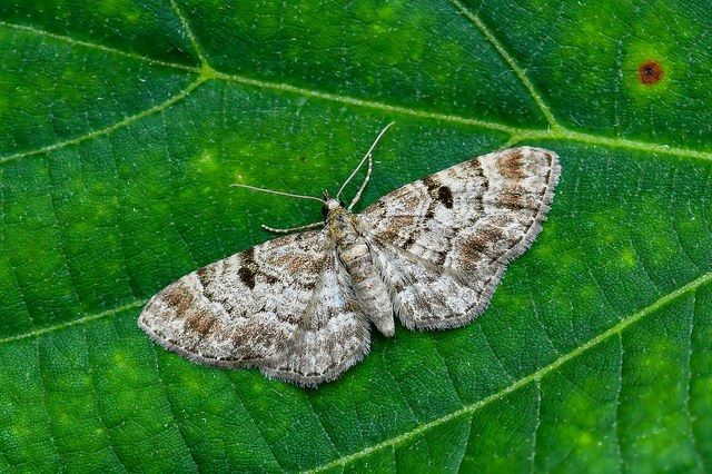Eupithecia abietaria - nagyfoltú törpearaszoló