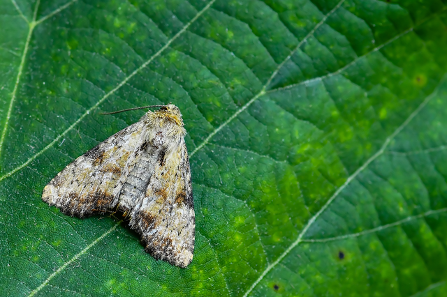 Loscopia scolopacina - csinos dudvabagoly