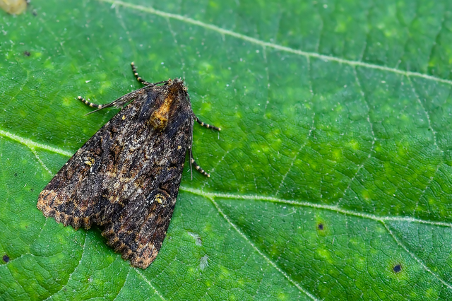 Mesapamea secalella/secalis