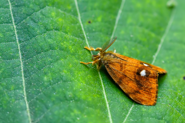 Orgyia antiqua - rozsdabarna kisszövő