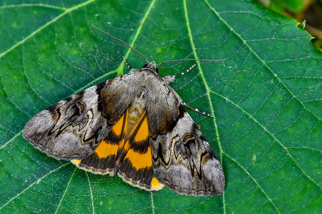 Catocala fulminea - galagonya-övesbagoly