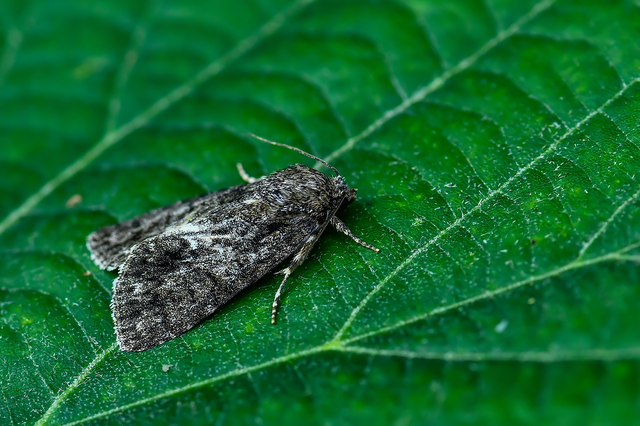 Acronicta rumicis - sóska-szigonyosbagoly