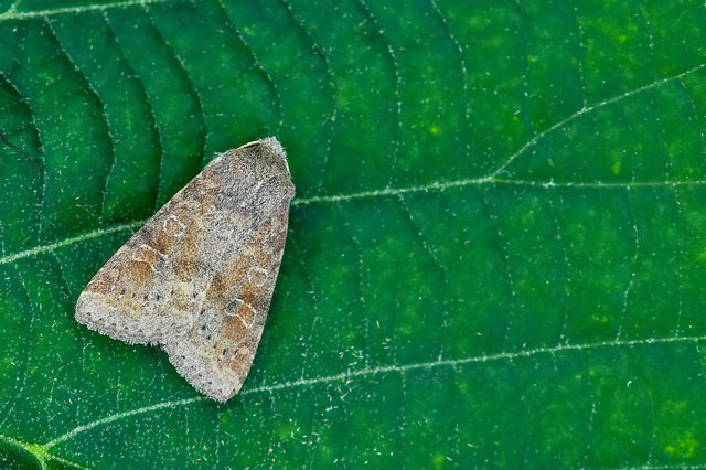 Parastichtis suspecta - sötét erdeibagoly