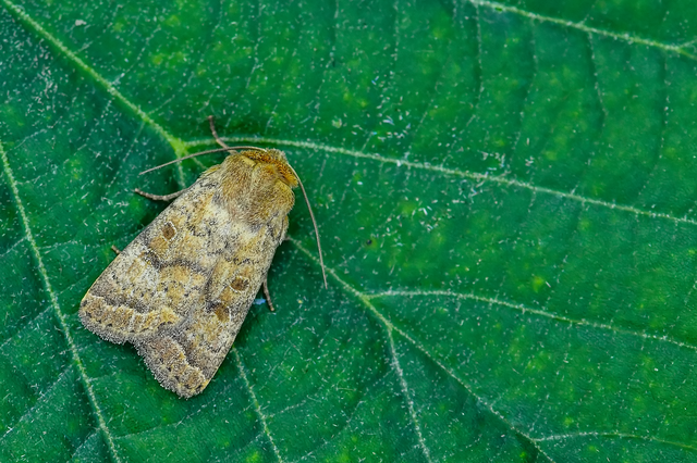 Hoplodrina octogenaria - barna selymesbagoly