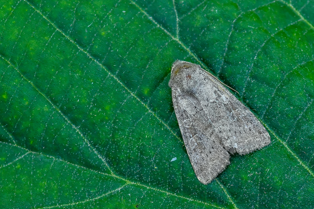 Parastichtis suspecta - sötét erdeibagoly