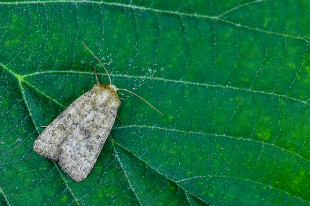 Hoplodrina octogenaria - barna selymesbagoly