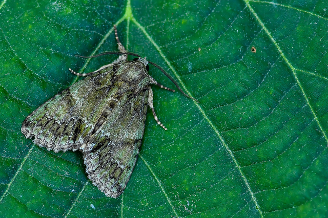 Polyphaenis sericata - selyemfényű erdeibagoly