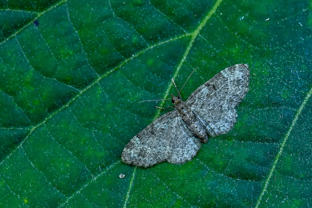 Pasiphila chloerata - hamvas törpearaszoló