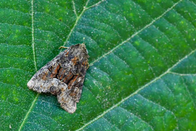 Oligia strigilis/latruncula/versicolor