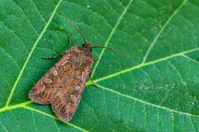 Euxoa tritici/nigrofusca/eruta