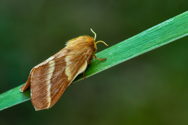 Malacosoma castrensis - kutyatejszövő