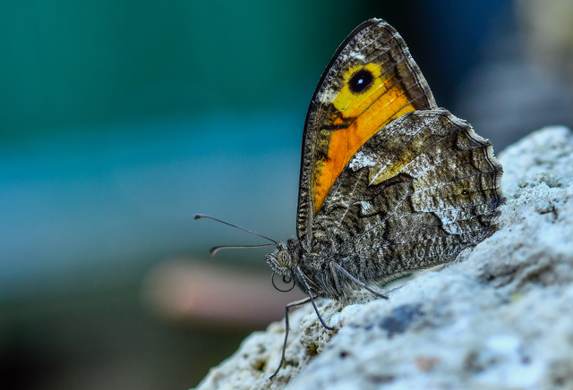Hipparchia semele - barna szemeslepke
