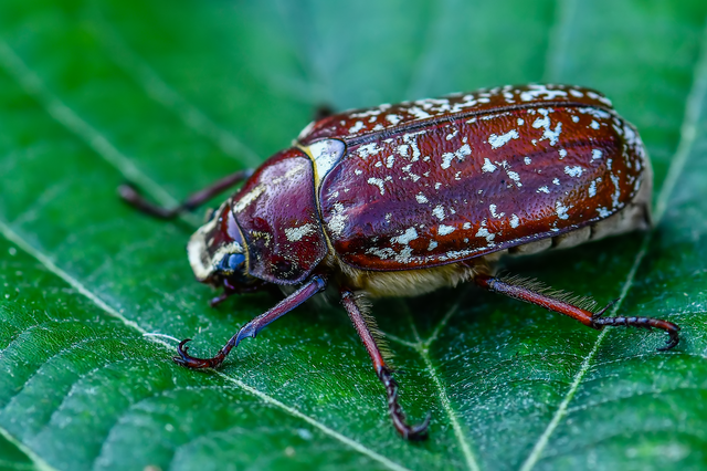 Polyphylla fullo - csapó cserebogár
