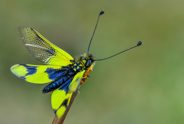 Libelloides macaronius - keleti rablópille