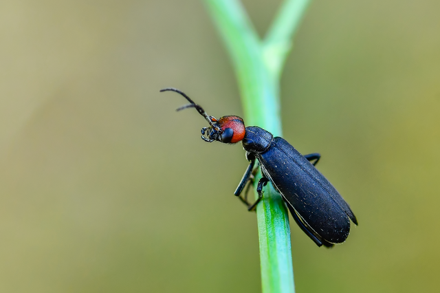 Epicauta rufidorsum - hollóbogár