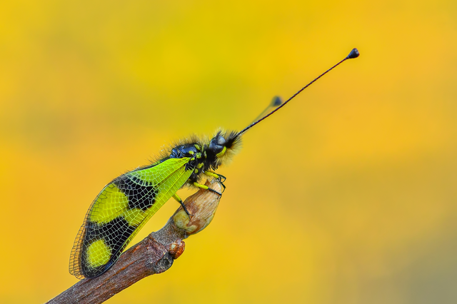Libelloides macaronius - keleti rablópille
