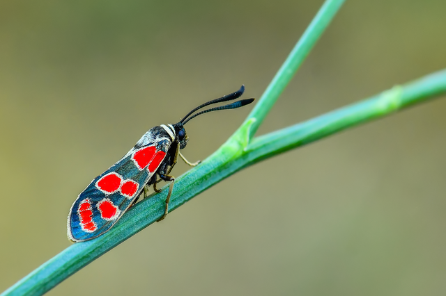 Zygaena carniolica - fehérgyűrűs csüngőlepke