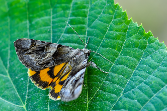 Catocala fulminea - galagonya-övesbagoly
