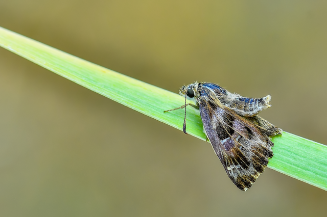 Carcharodus alceae - mályva-busalepke