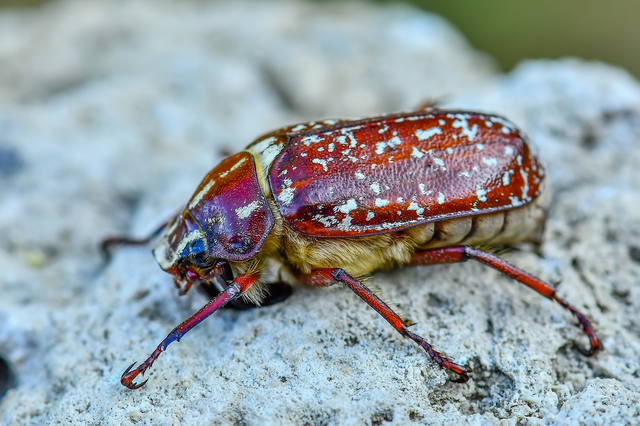 Polyphylla fullo - csapó cserebogár
