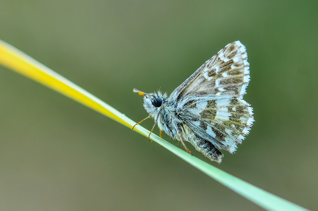 Pyrgus alveus - hegyi busalepke